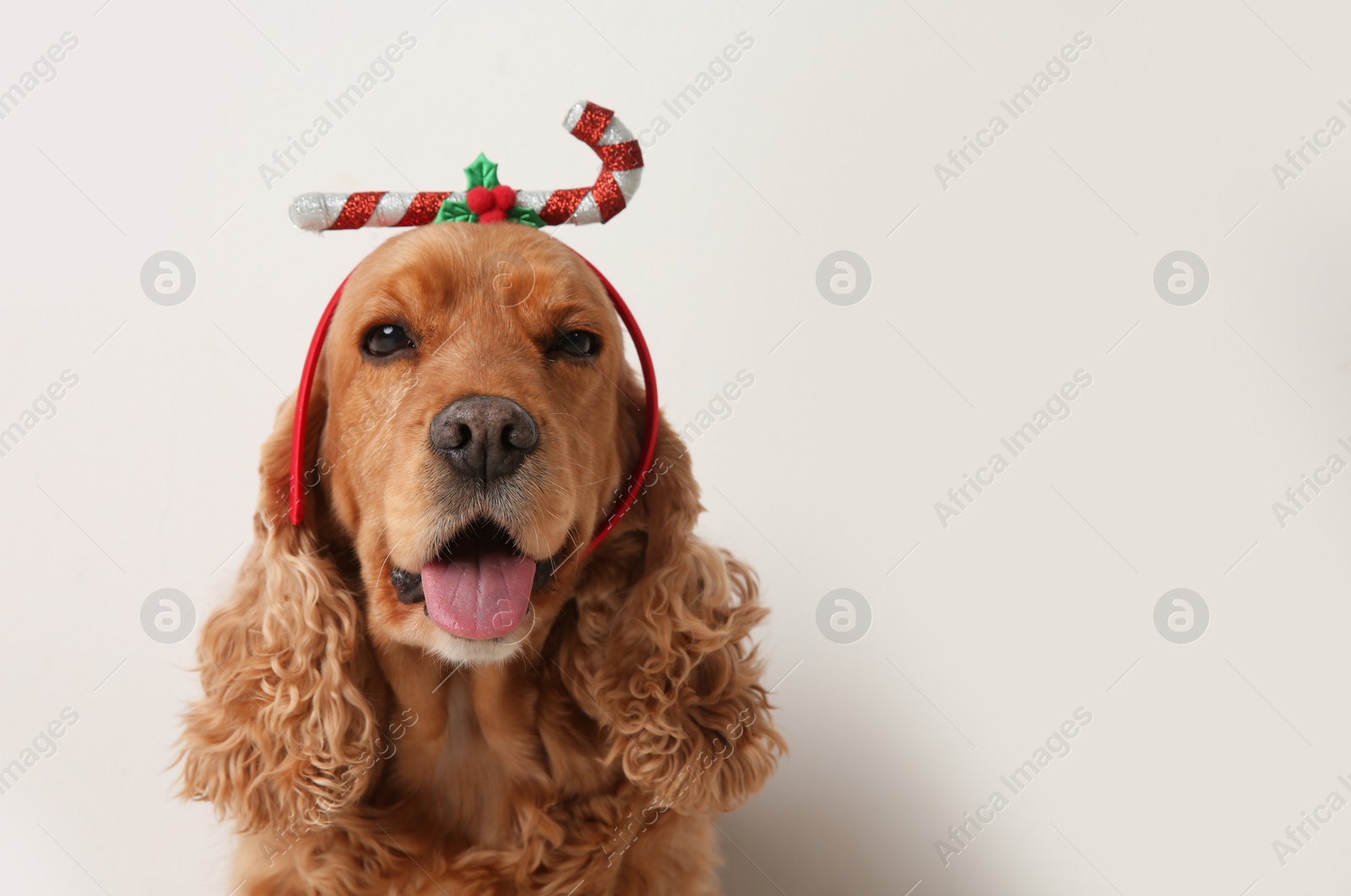 Photo of Adorable Cocker Spaniel dog in festive headband on white background, space for text