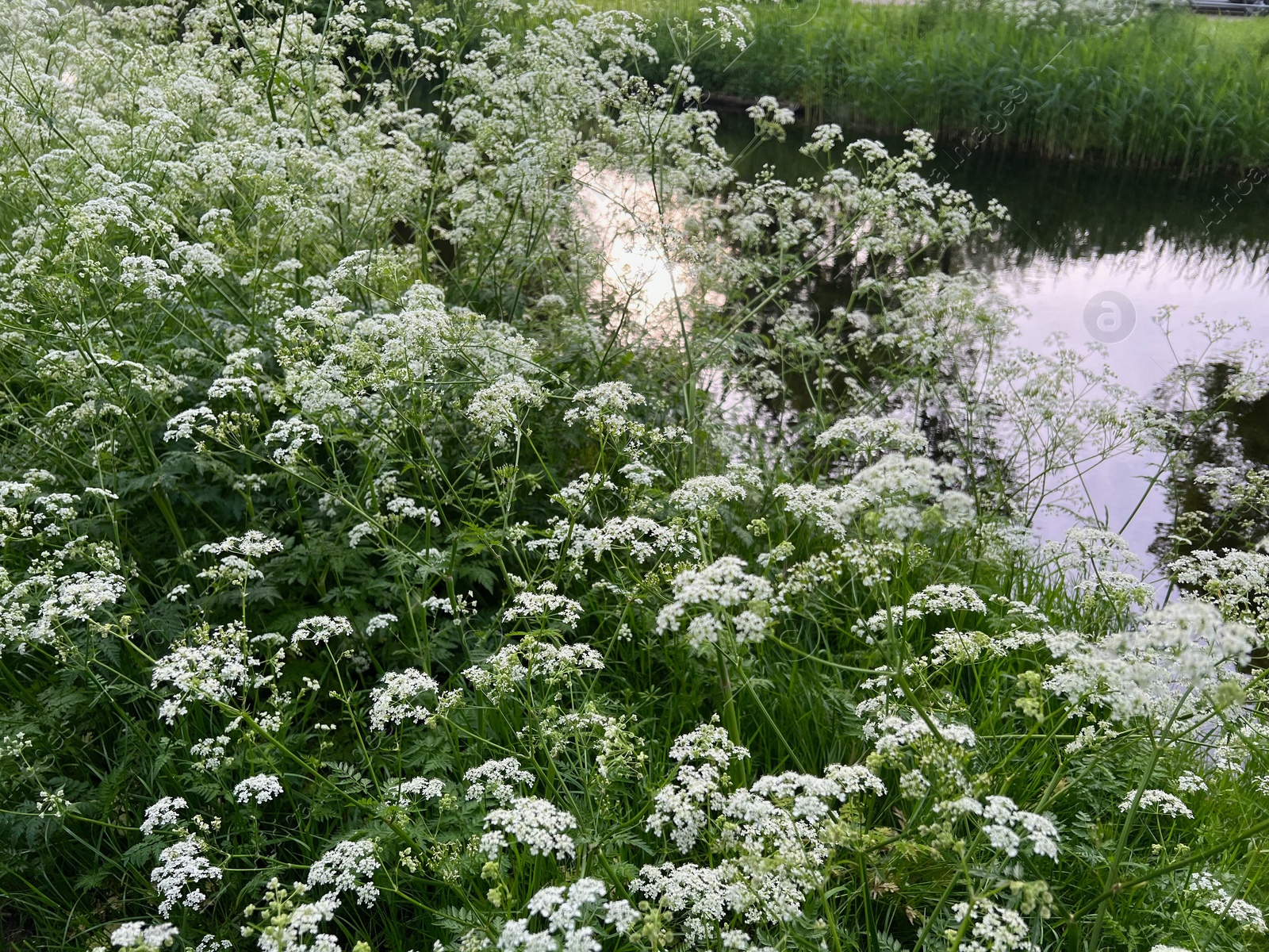 Photo of Beautiful plants with white flowers growing outdoors