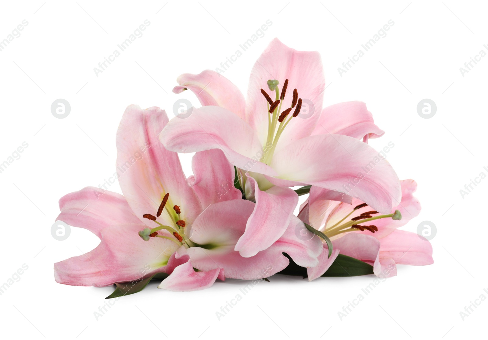 Photo of Beautiful pink lily flowers on white background