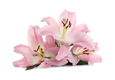 Photo of Beautiful pink lily flowers on white background