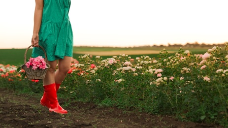 Photo of Woman with basket of roses in beautiful blooming field, closeup