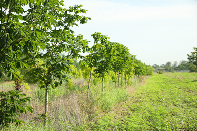 Young chestnut trees growing outdoors. Planting and gardening