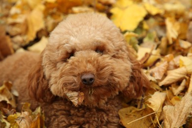 Cute dog near autumn dry leaves outdoors, closeup