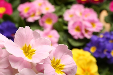 Photo of Beautiful primula (primrose) plant with pink flowers on blurred background, space for text. Spring blossom