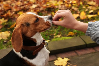 Photo of Woman training Beagle dog in stylish collar outdoors, closeup