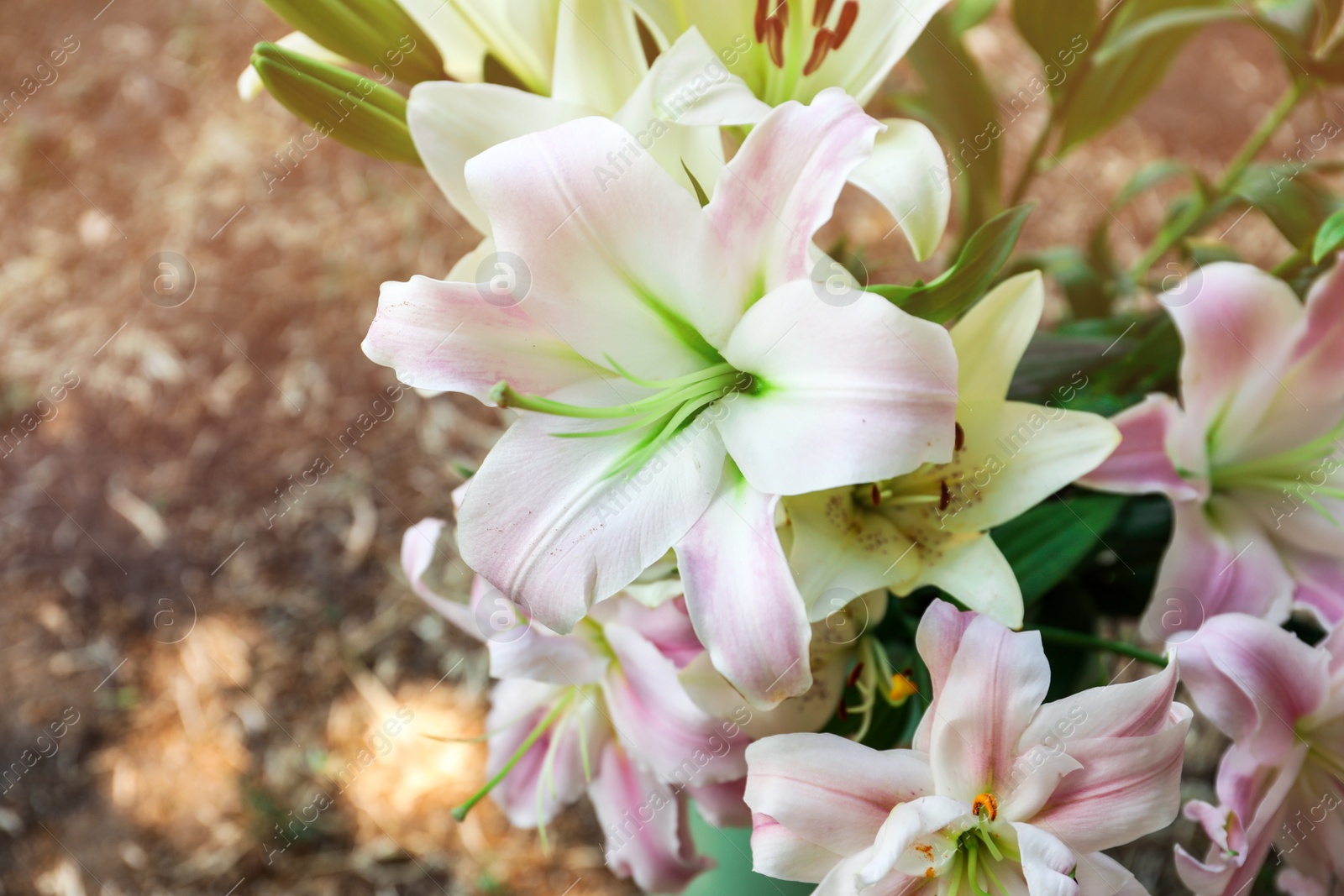 Photo of Beautiful blooming lily flowers in garden, closeup