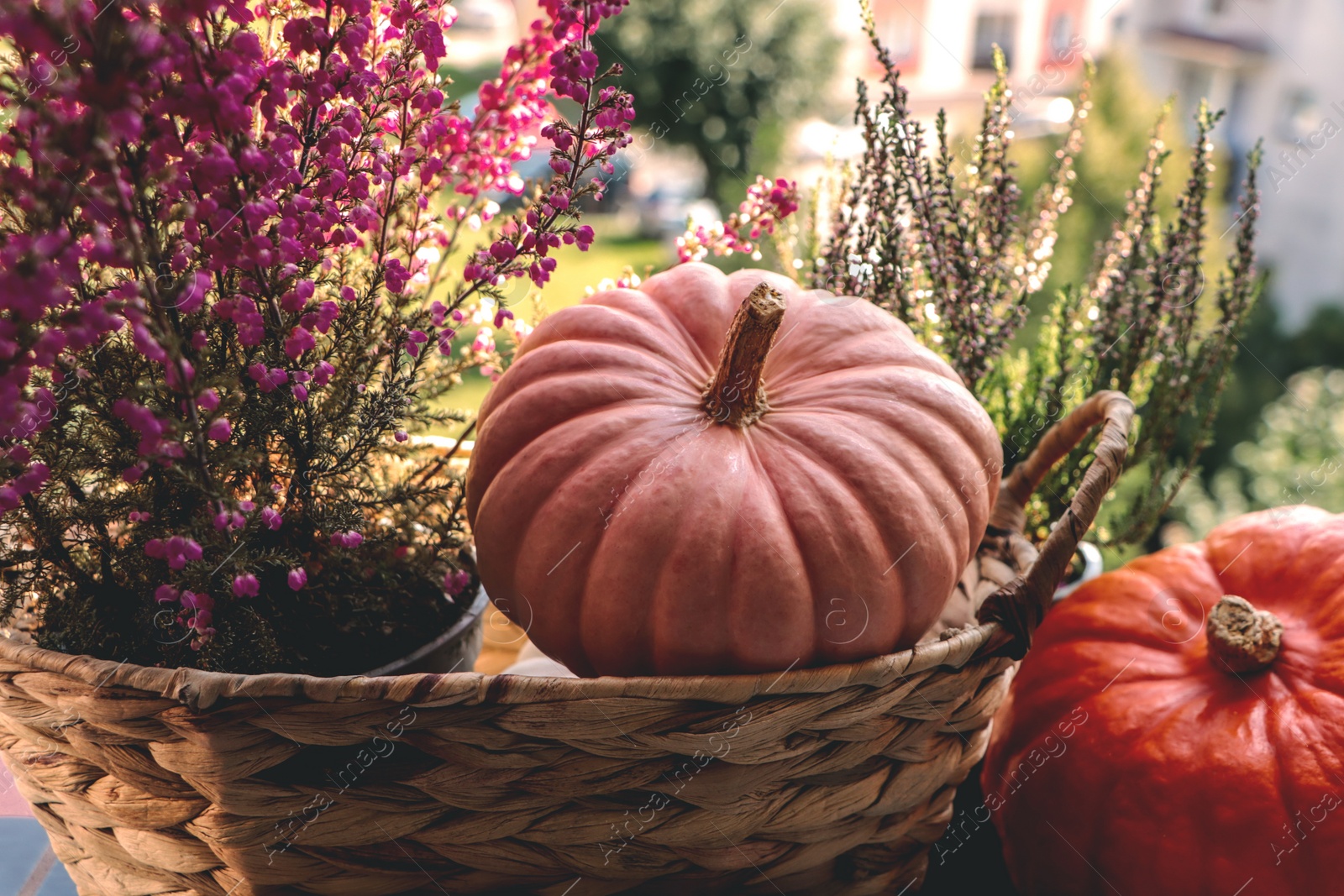 Photo of Wicker basket with beautiful heather flowers and pumpkins outdoors on sunny day, closeup