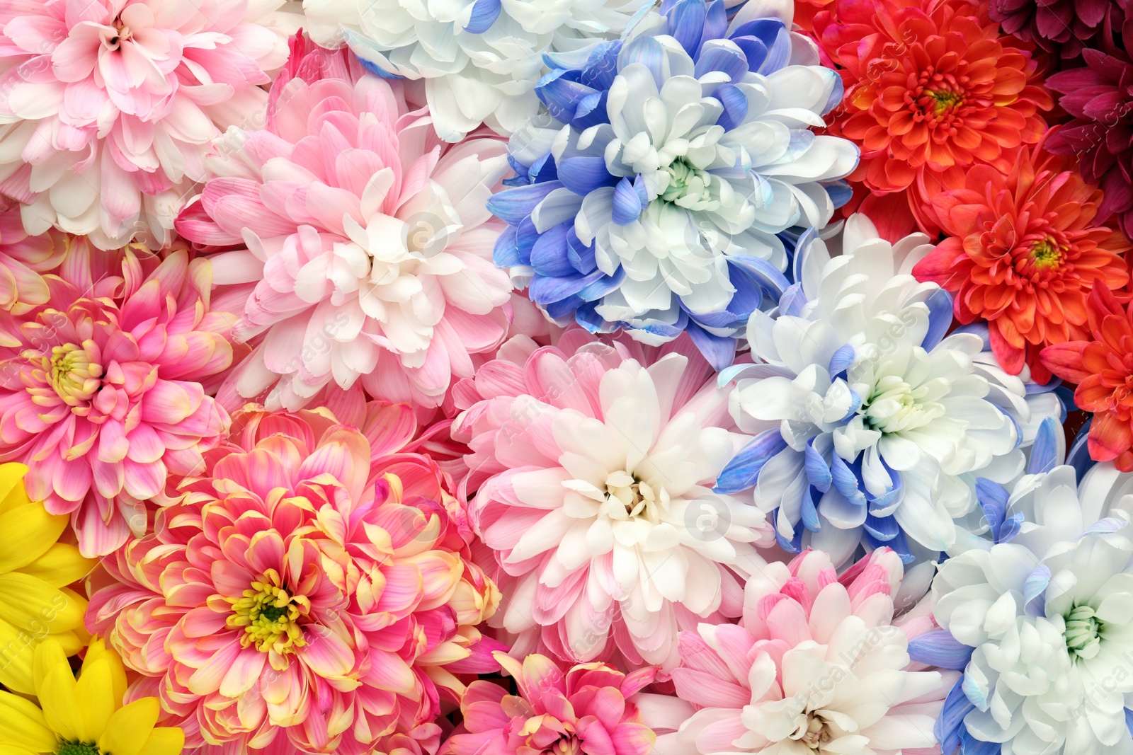 Photo of Many different beautiful chrysanthemums as background, closeup