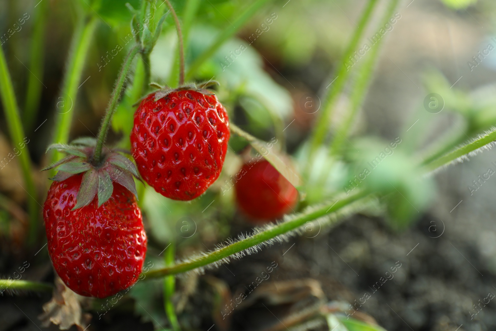 Photo of Strawberry plant with ripening berries growing in field, closeup