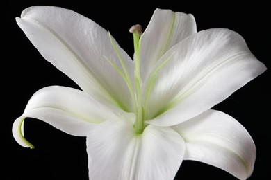 Beautiful white lily flower on black background, closeup