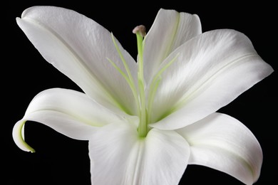 Photo of Beautiful white lily flower on black background, closeup