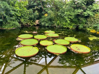 Rotterdam, Netherlands - August 27, 2022: Pond with beautiful Queen Victoria's water lily leaves