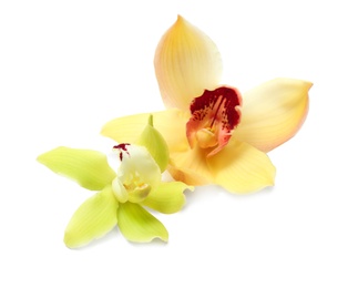 Photo of Beautiful tropical orchid flowers on white background