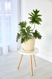 Photo of Tropical philodendron with big leaves on table indoors