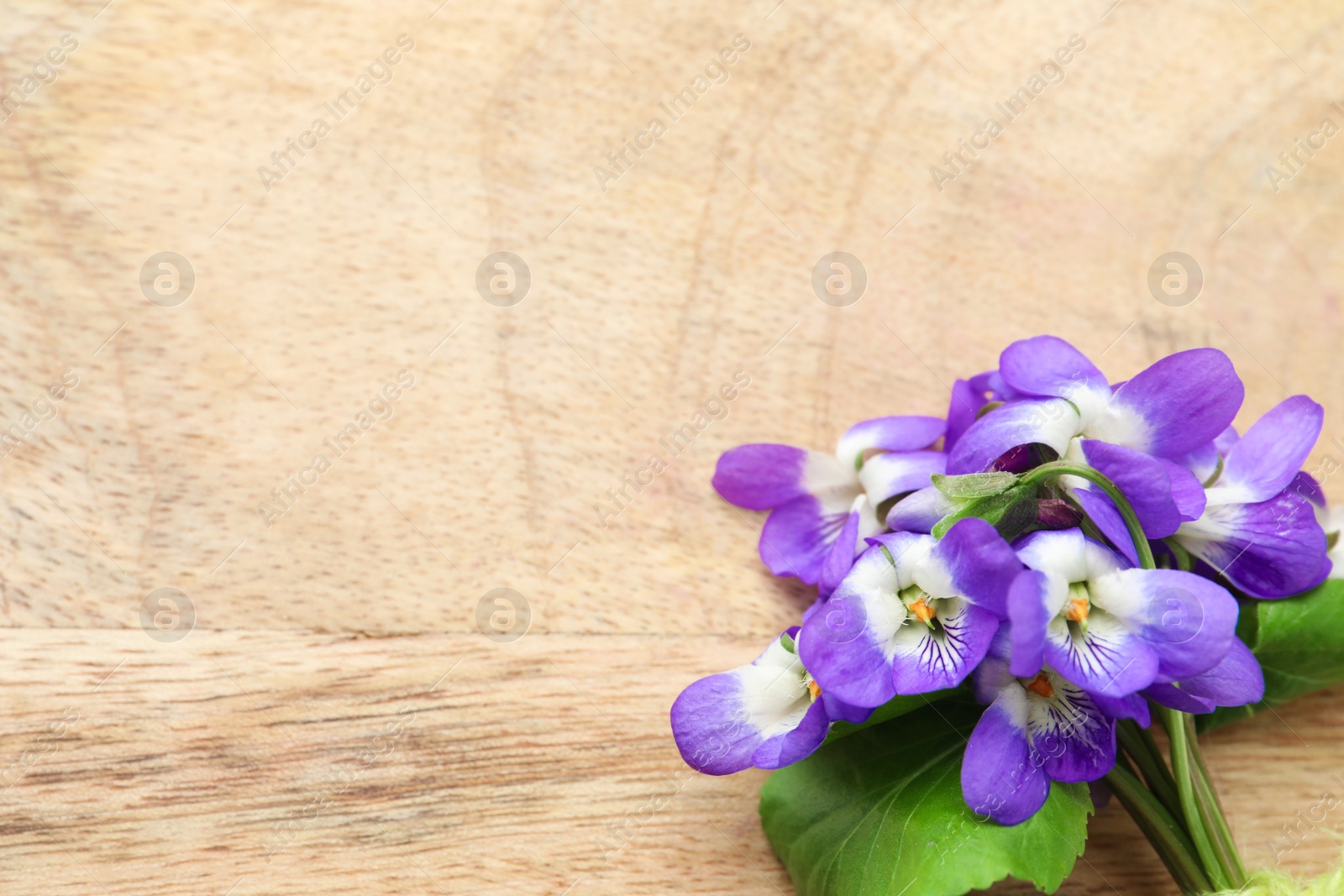 Photo of Beautiful wild violets and space for text on wooden table, top view. Spring flowers