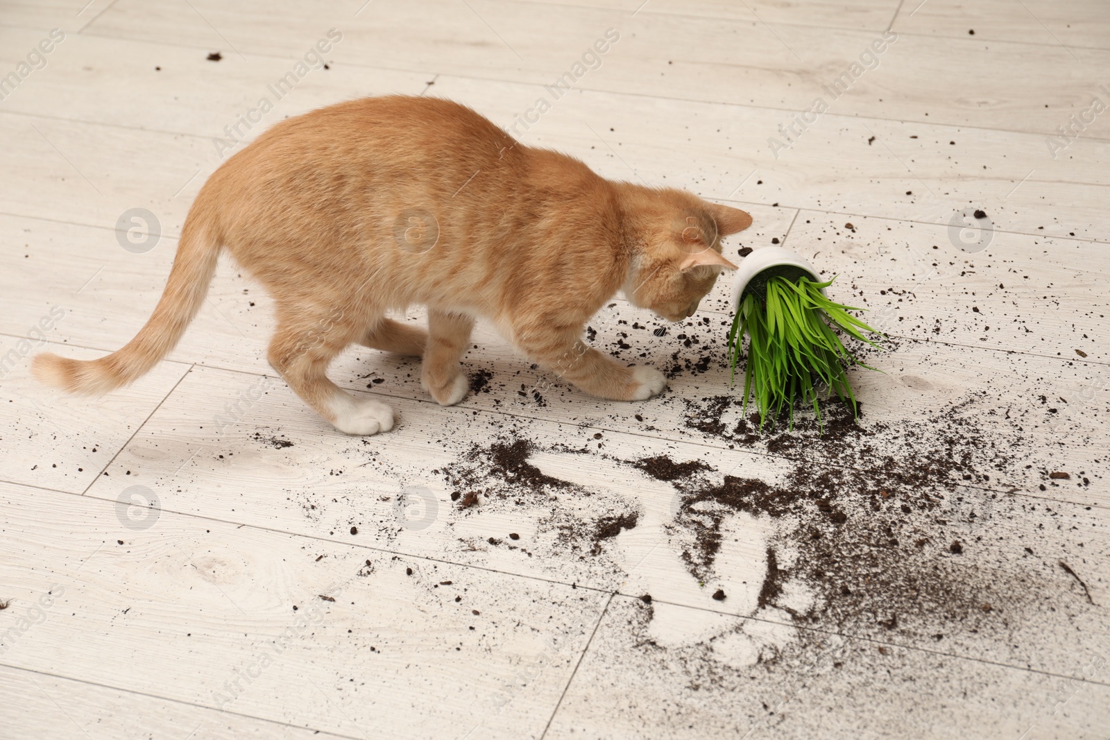 Photo of Cute cat near overturned houseplant on floor at home