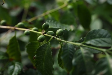 Photo of Unripe coffee fruits on tree in greenhouse, closeup