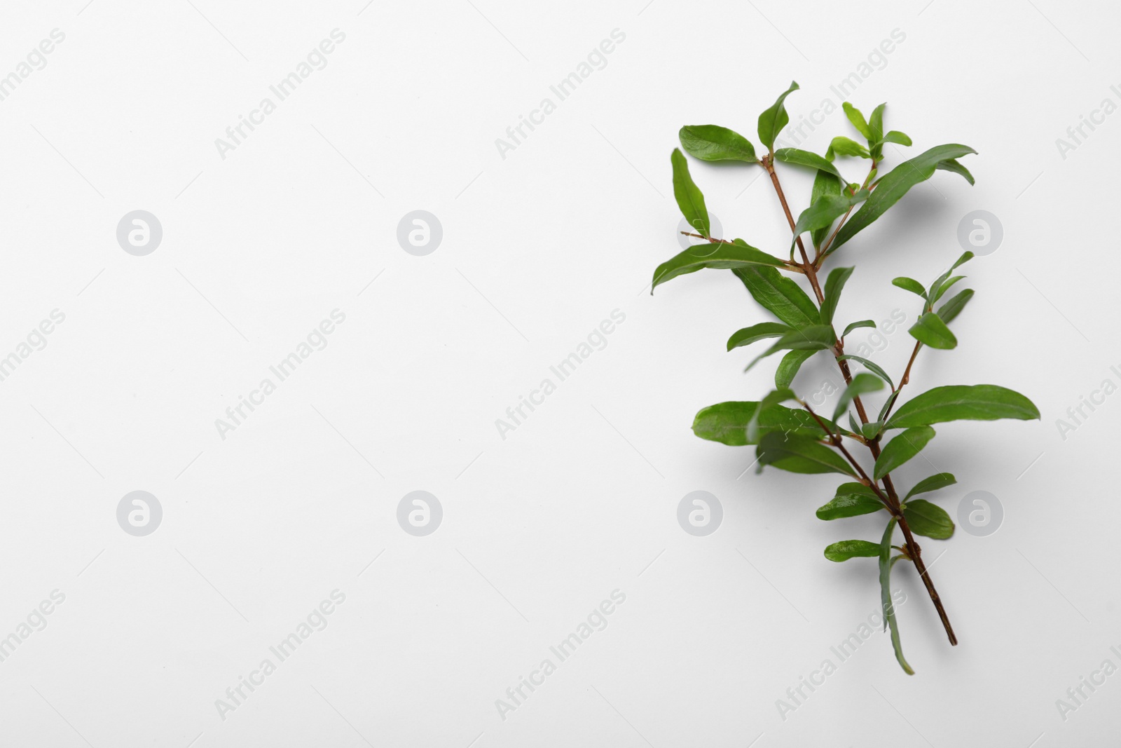 Photo of Pomegranate branch with green leaves on white background, top view. Space for text