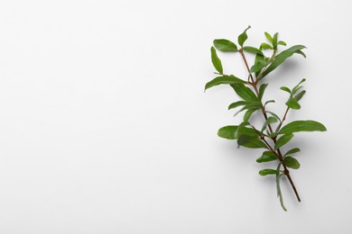 Photo of Pomegranate branch with green leaves on white background, top view. Space for text