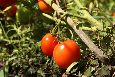 Tasty ripe tomatoes on bush outdoors, closeup