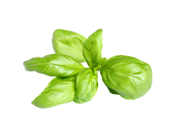 Fresh green basil leaves isolated on white