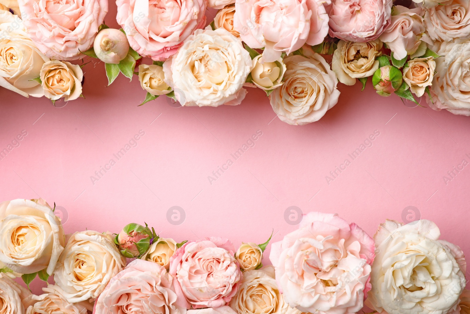 Photo of Flat lay composition with beautiful roses and space for text on color background