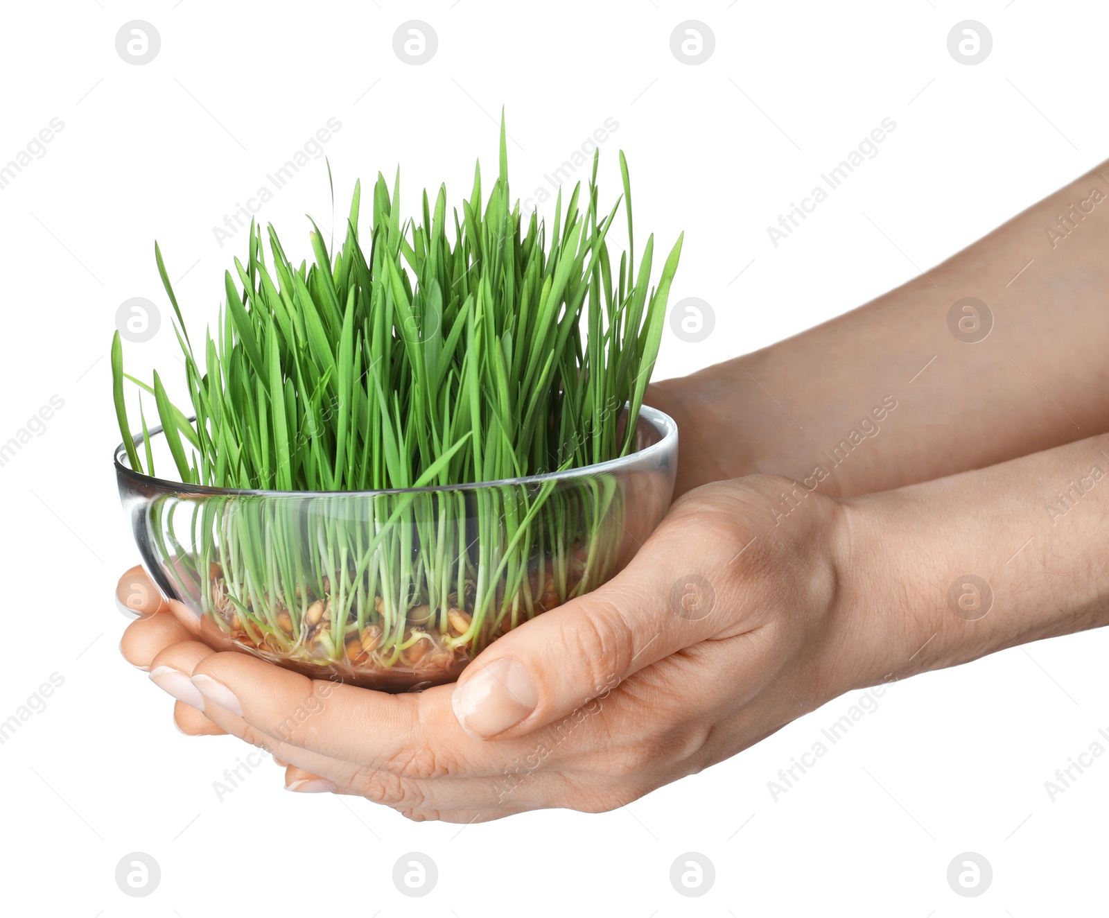 Photo of Woman holding bowl of sprouted wheat grass isolated on white, closeup