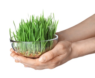 Woman holding bowl of sprouted wheat grass isolated on white, closeup