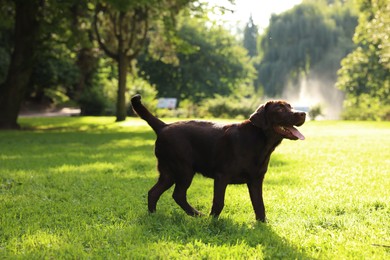 Photo of Adorable Labrador Retriever dog in park on sunny day