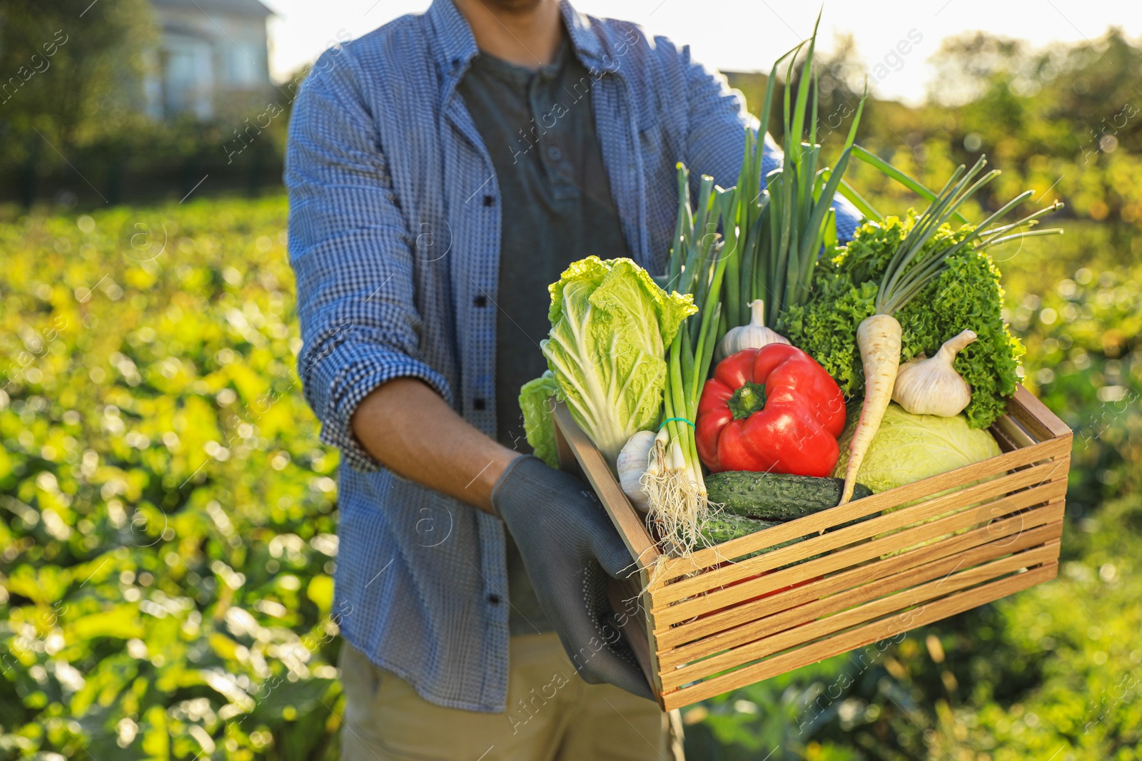 Photo of Man with crate of different fresh ripe vegetables on farm, closeup