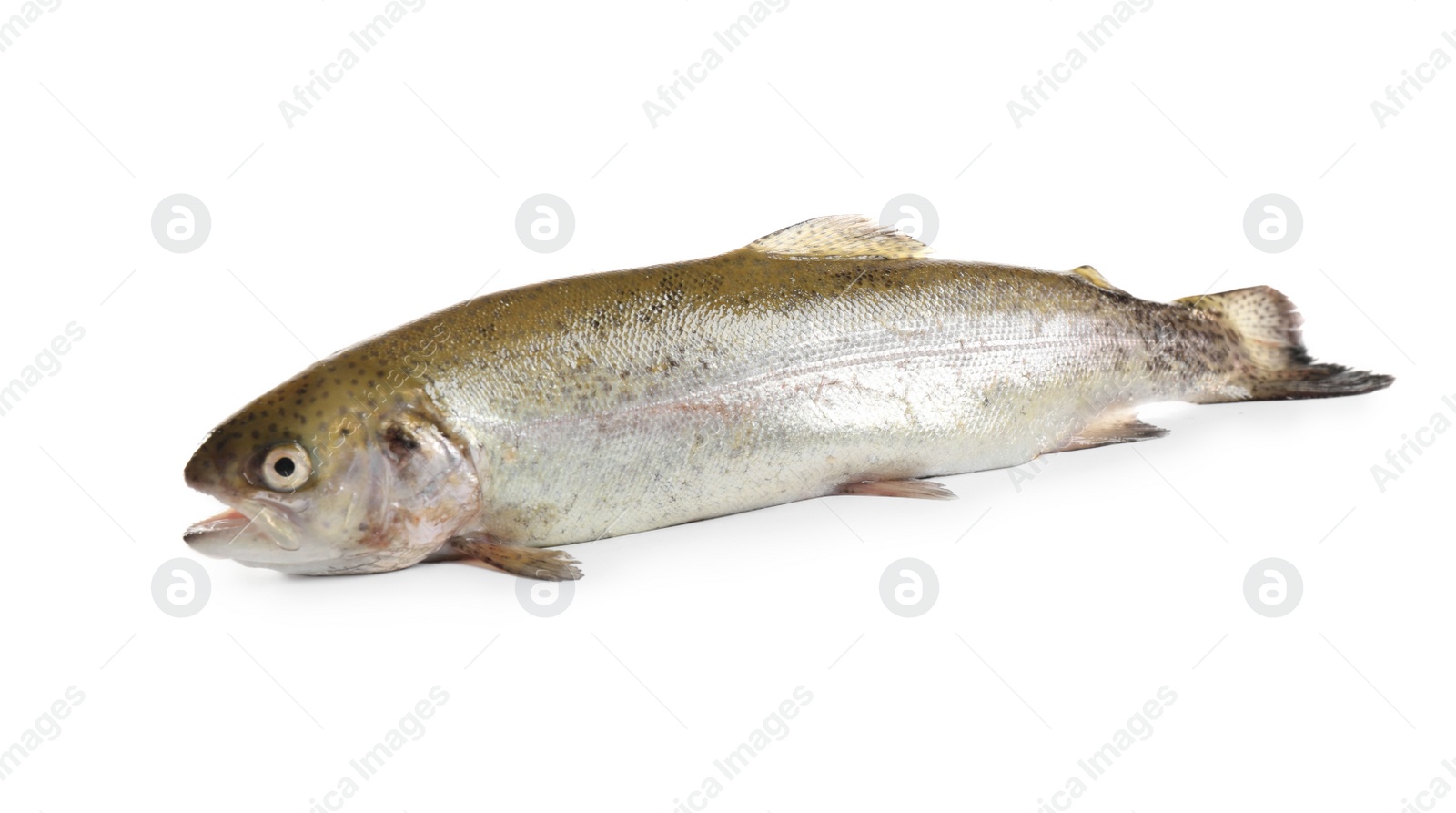 Photo of Raw cutthroat trout fish isolated on white