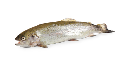 Raw cutthroat trout fish isolated on white