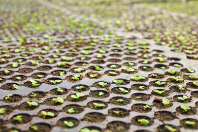 Photo of Many fresh seedlings growing in cultivation trays, closeup view. Home gardening