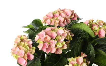 Photo of Beautiful hortensia plant with pink flowers on white background