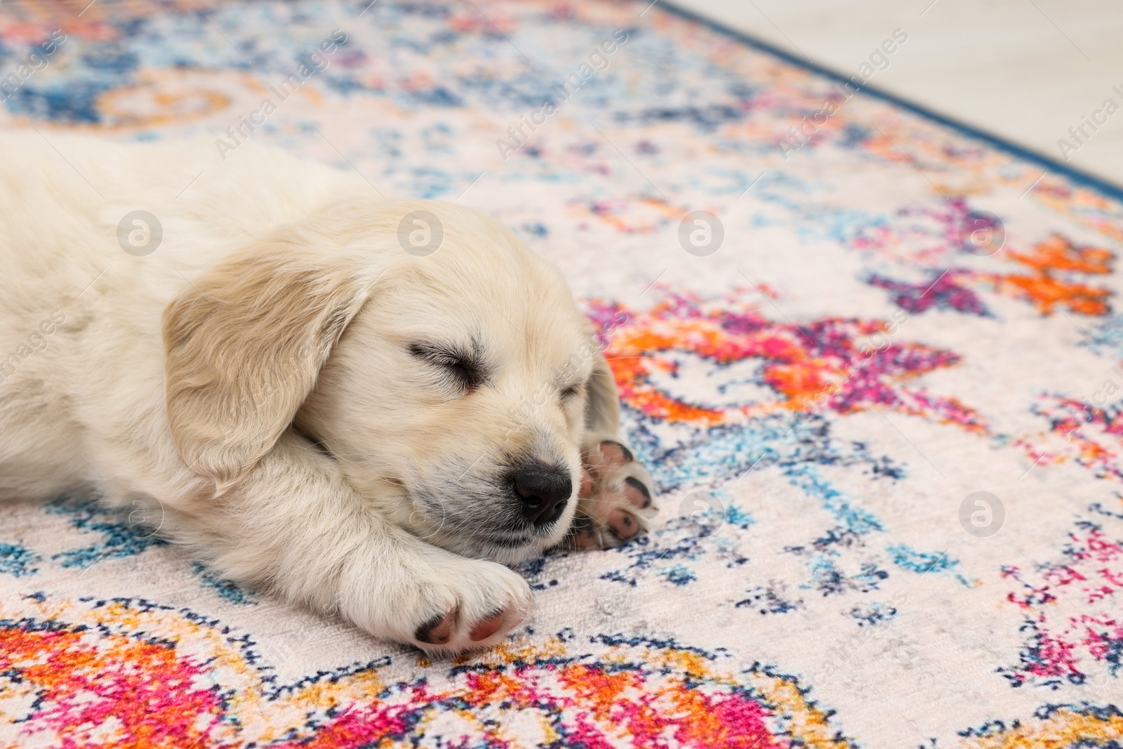 Photo of Cute little puppy sleeping on carpet. Space for text