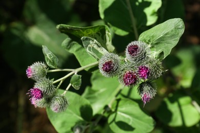 Photo of Beautiful burdock plant with flowers and green leaves outdoors on sunny day, closeup