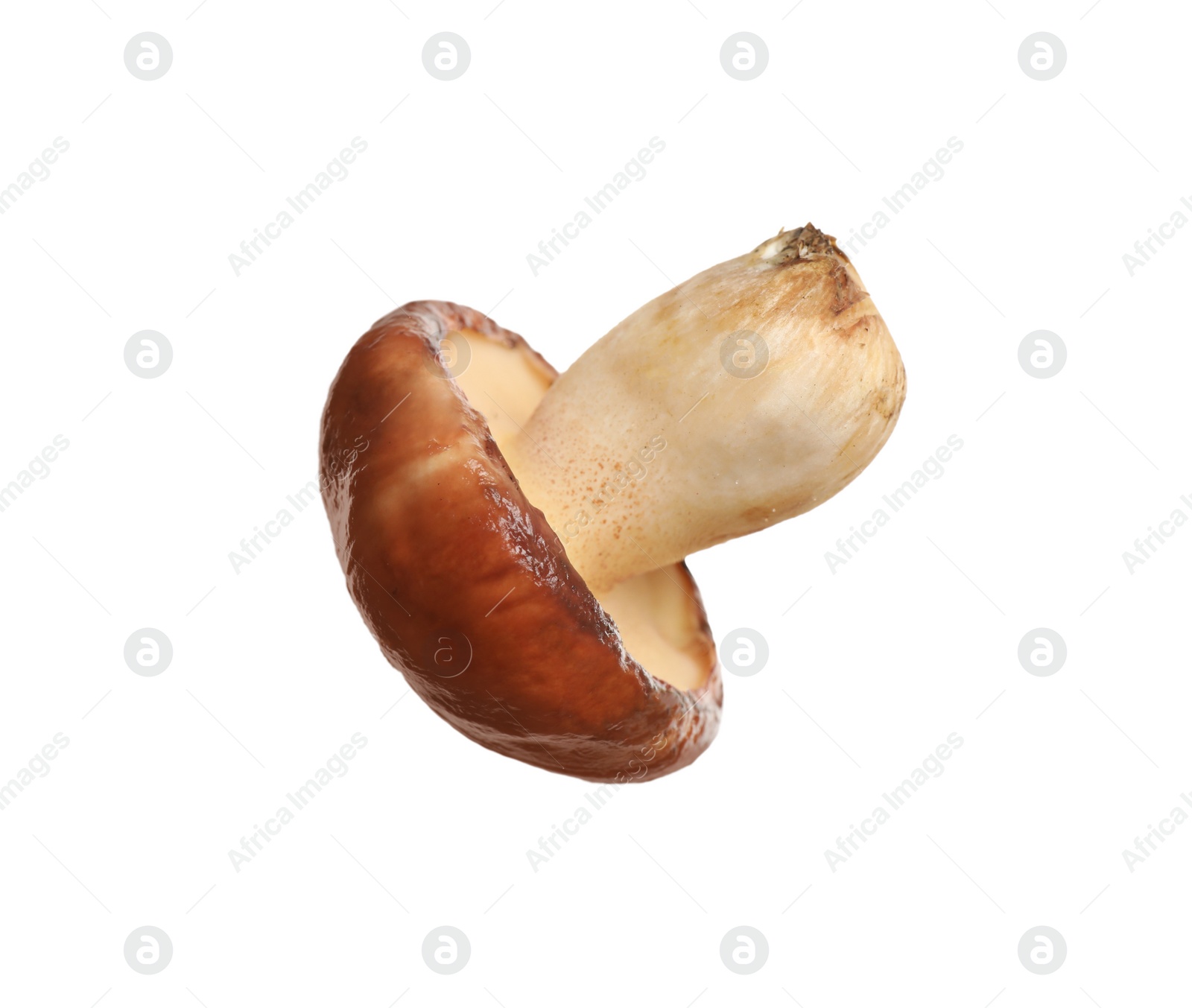 Photo of Fresh slippery jack mushroom isolated on white