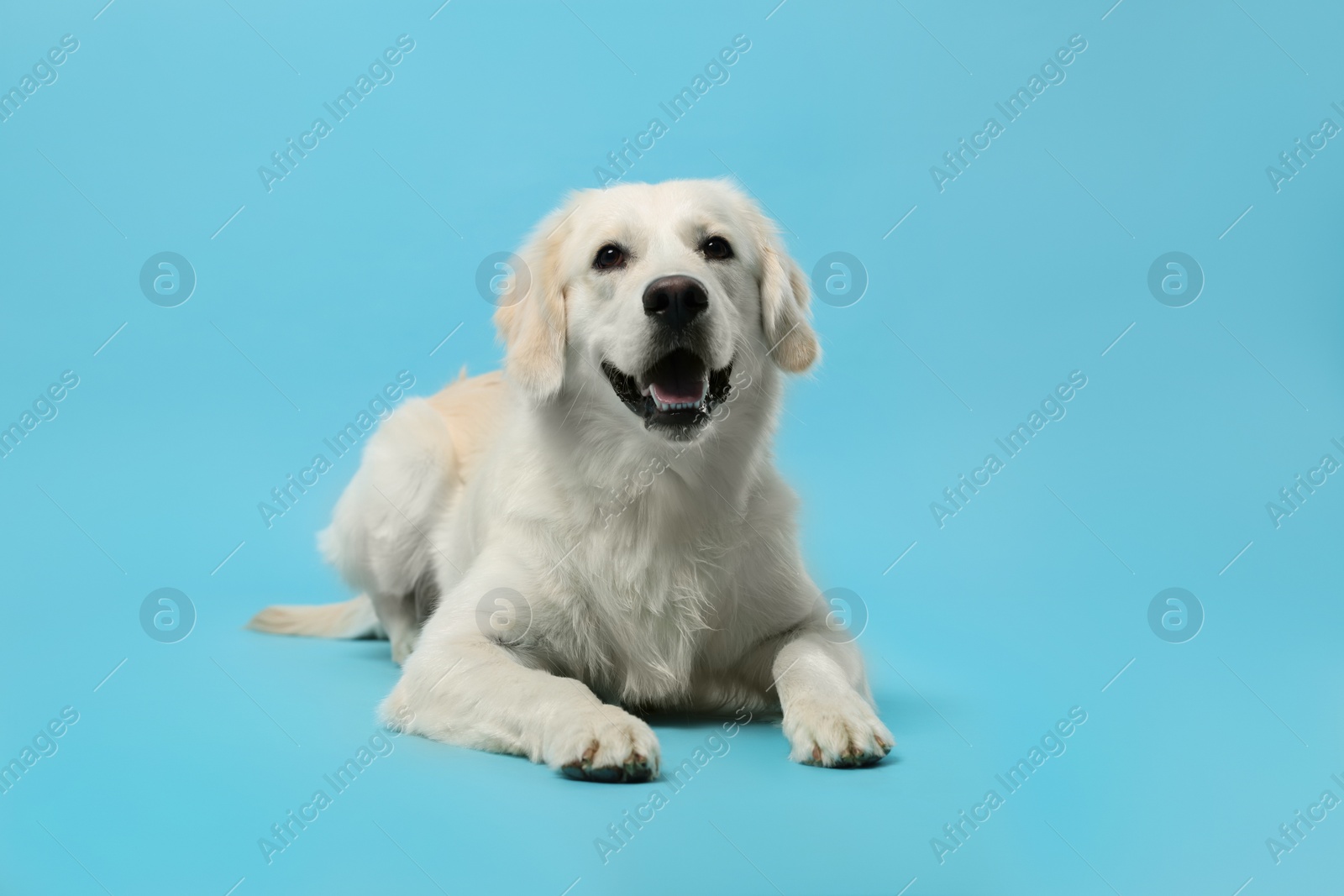 Photo of Cute Labrador Retriever dog on light blue background. Adorable pet