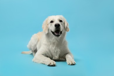 Photo of Cute Labrador Retriever dog on light blue background. Adorable pet