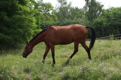 Photo of Beautiful horse grazing on green grass in paddock outdoors