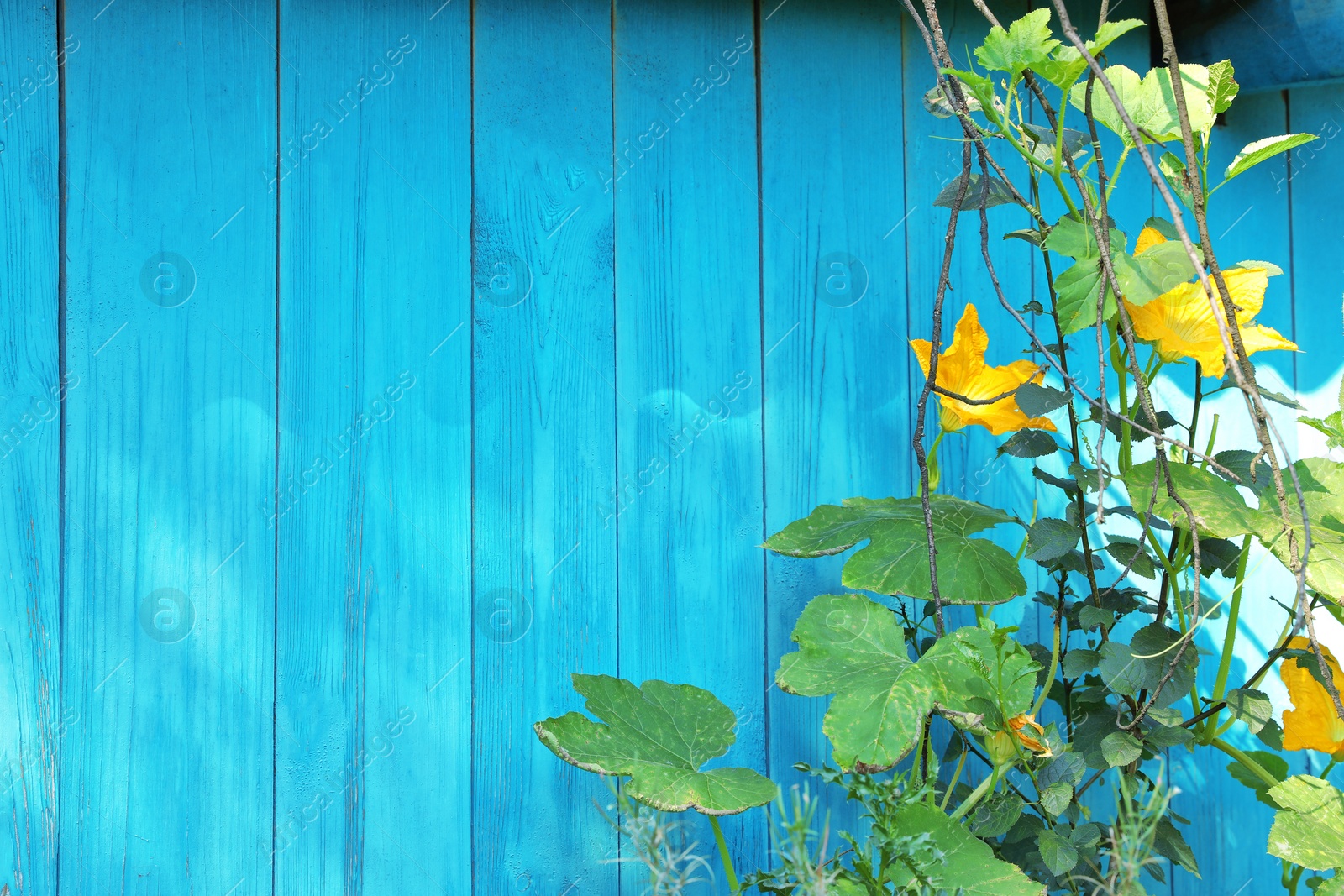 Photo of Pumpkin vines with leaves and flowers near wooden fence. Space for text