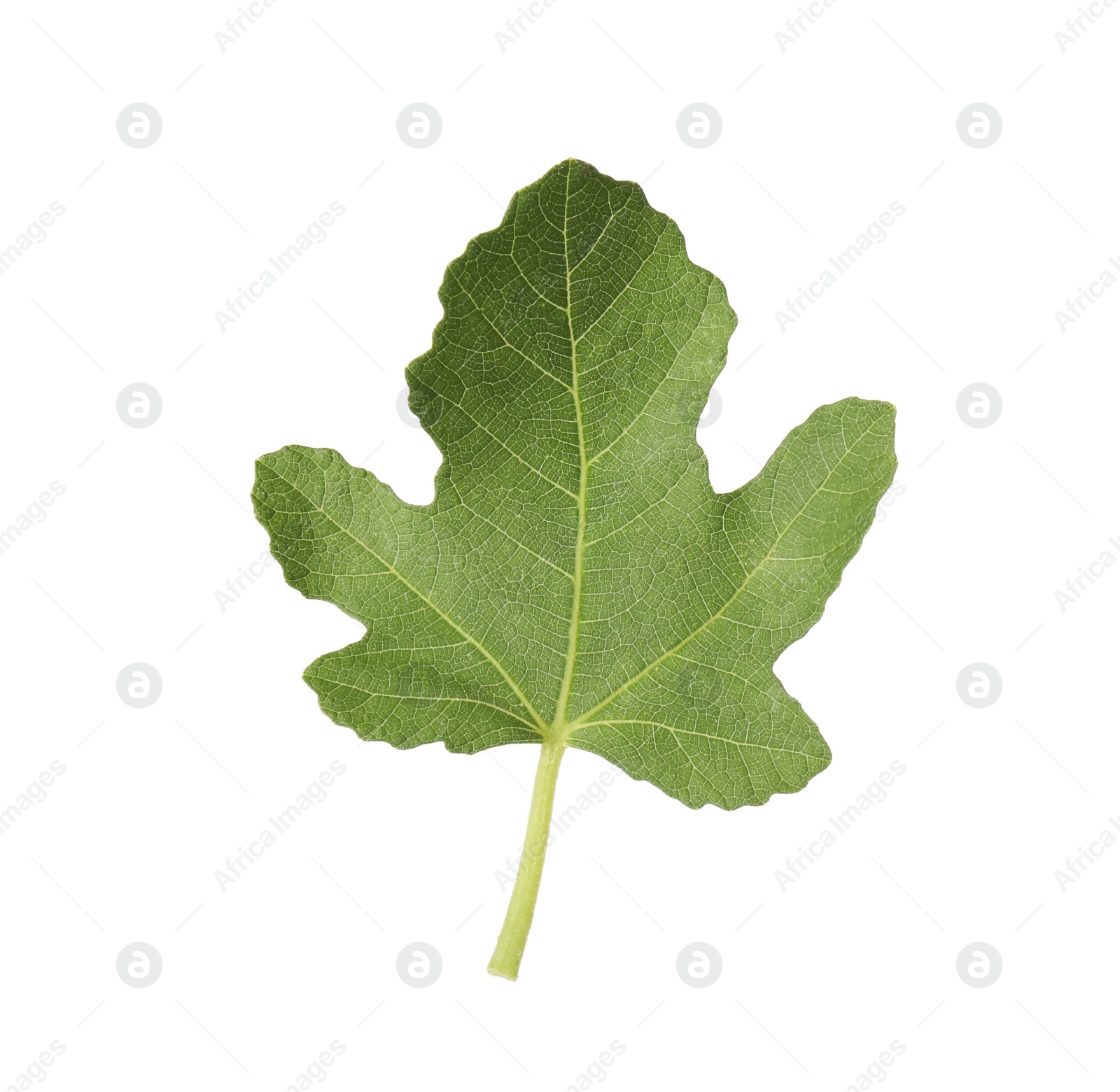 Photo of One green leaf of fig tree isolated on white