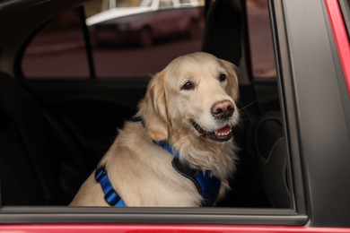 Cute labrador retriever in car. Adorable pet