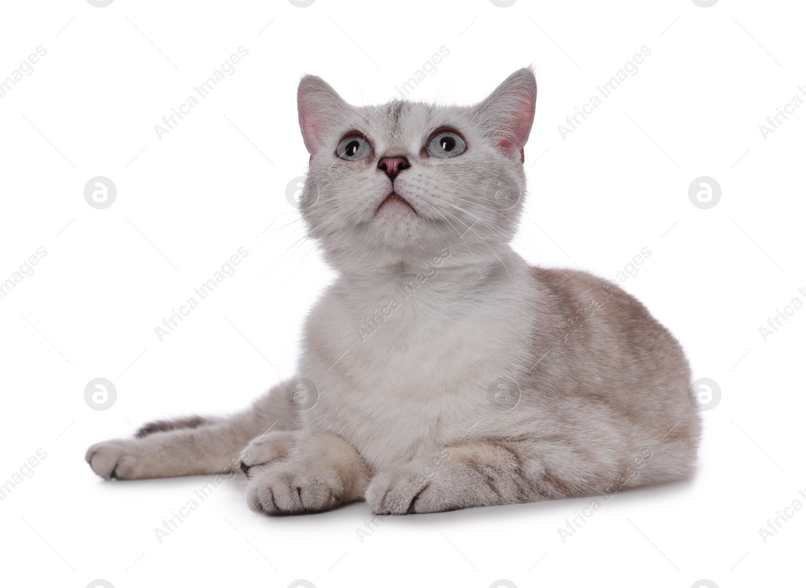 Photo of Cute British Shorthair cat on white background