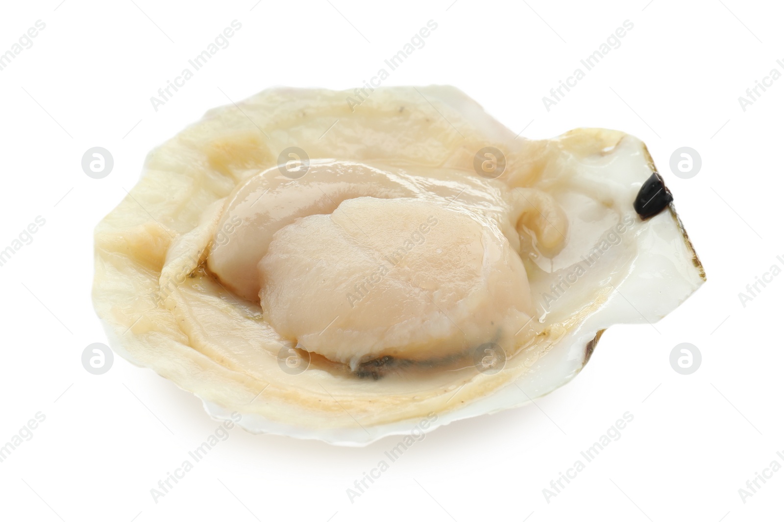 Photo of Fresh raw scallop in shell isolated on white