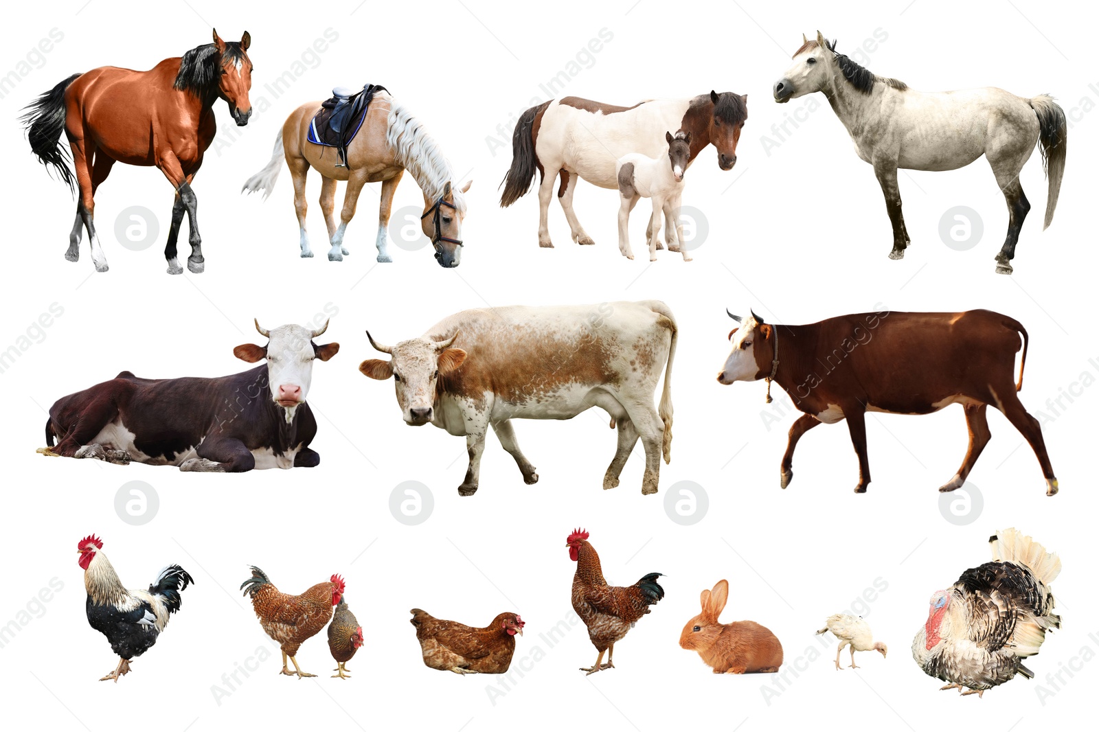 Image of Collage of different farm animals on white background