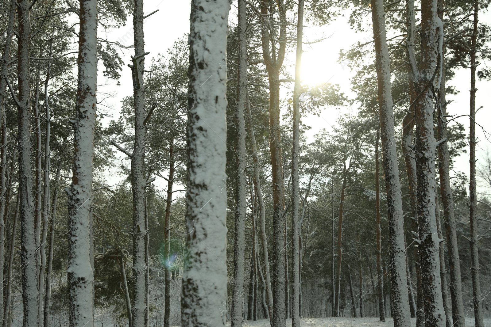 Photo of Beautiful view of snowy forest on winter day