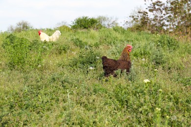 Chicken and rooster in green grass outdoors