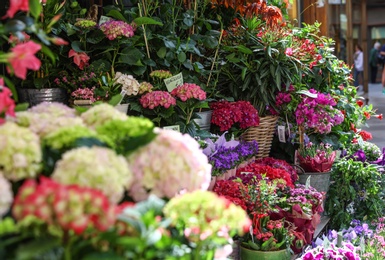 Photo of Assortment of beautiful flowers near store outdoors on sunny day