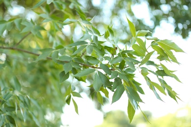 Beautiful tree branch with green leaves outdoors, closeup